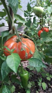 tomates-redux