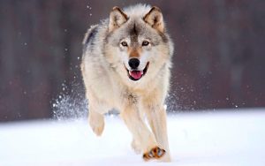 lobo