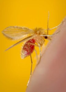 lehismaniasis
